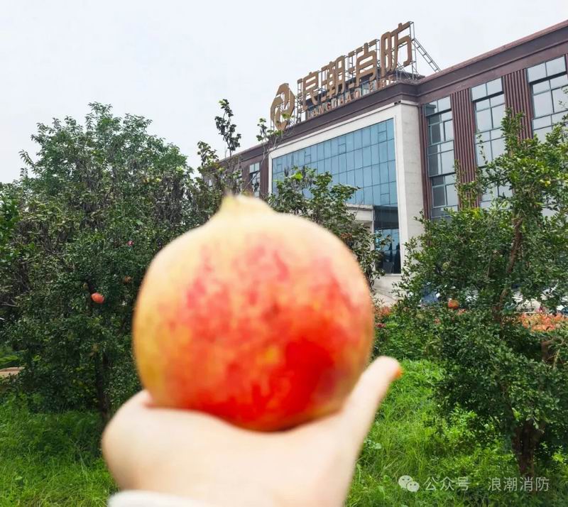 金秋十月摘石榴，我們把豐收與歡笑一起裝滿！